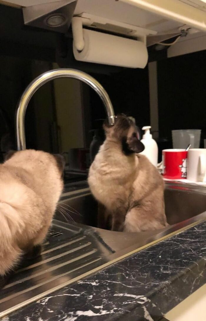 Wait Till You See These 60 Animal Pics That'll Totally Make Your Day