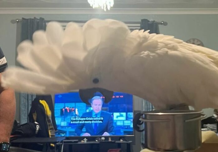 Wait Till You See These 60 Animal Pics That'll Totally Make Your Day