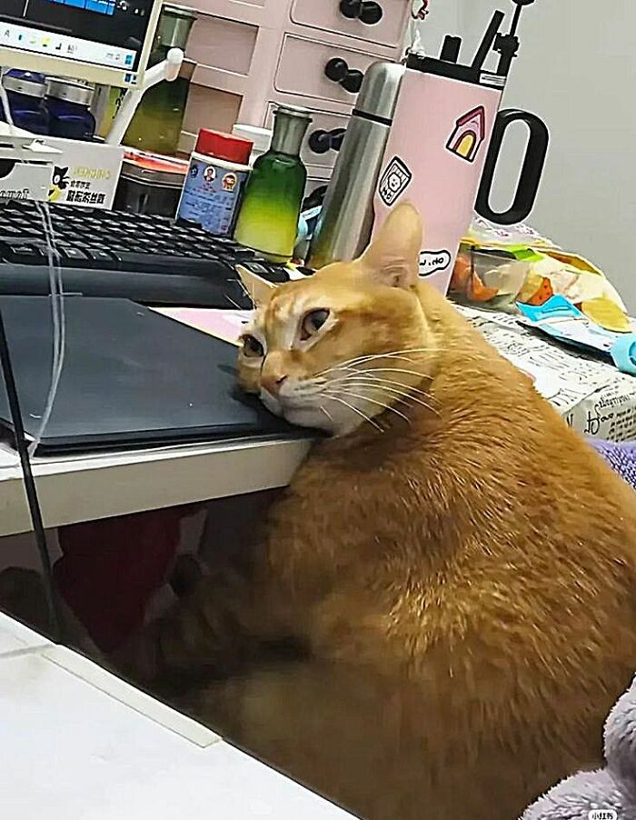 Wait Till You See These 60 Animal Pics That'll Totally Make Your Day