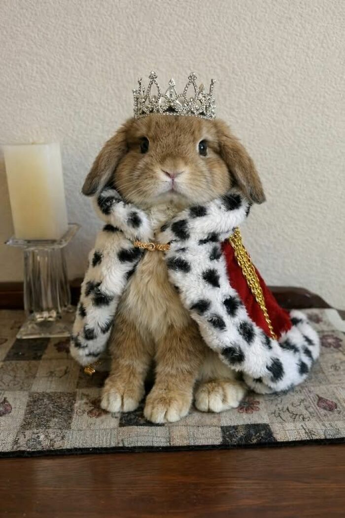 Wait Till You See These 60 Animal Pics That'll Totally Make Your Day