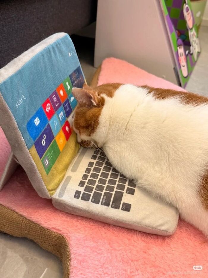 Wait Till You See These 60 Animal Pics That'll Totally Make Your Day