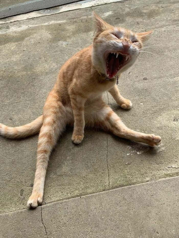 Wait Till You See These 60 Animal Pics That'll Totally Make Your Day