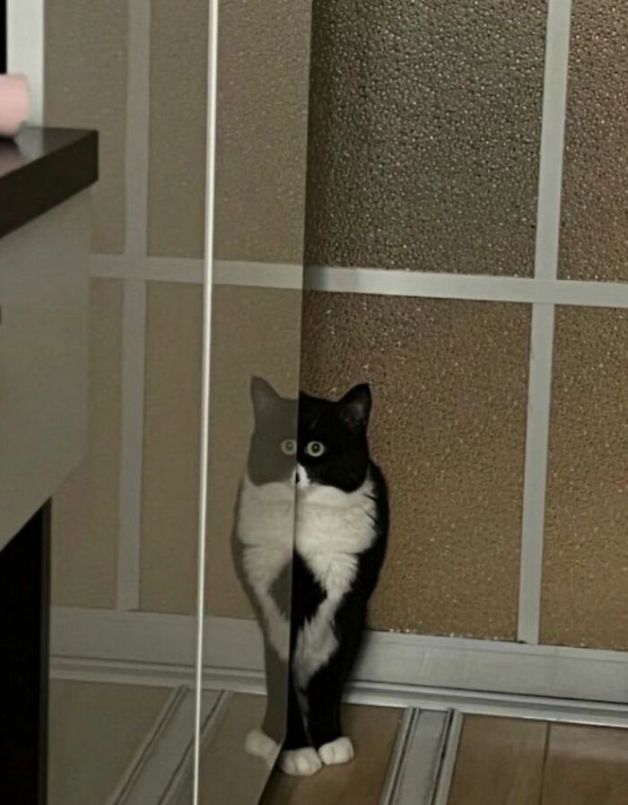 Wait Till You See These 60 Animal Pics That'll Totally Make Your Day