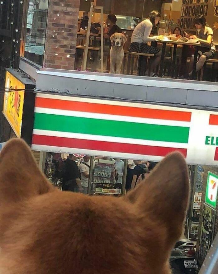 Wait Till You See These 60 Animal Pics That'll Totally Make Your Day