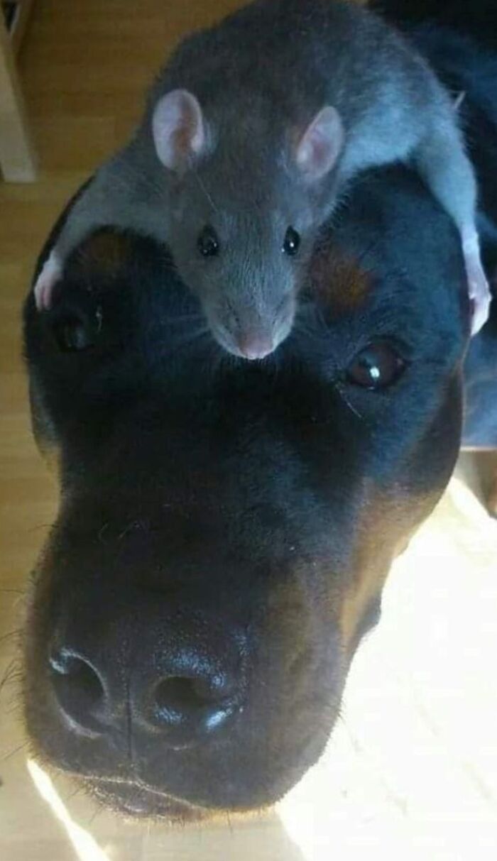 Wait Till You See These 60 Animal Pics That'll Totally Make Your Day