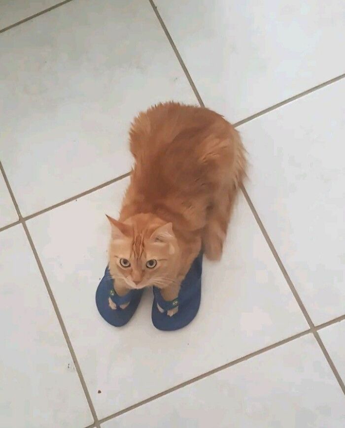 Wait Till You See These 60 Animal Pics That'll Totally Make Your Day