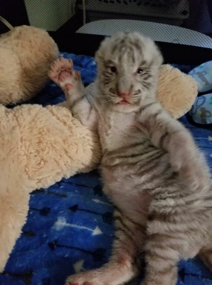 Wait Till You See These 60 Animal Pics That'll Totally Make Your Day