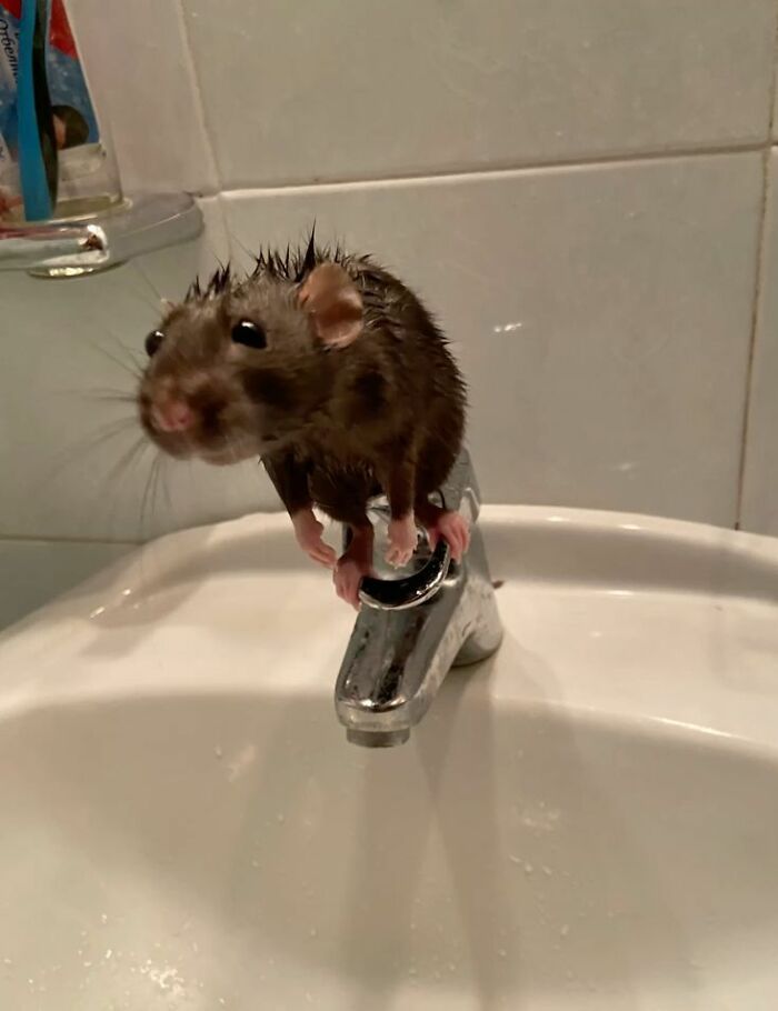 Wait Till You See These 60 Animal Pics That'll Totally Make Your Day