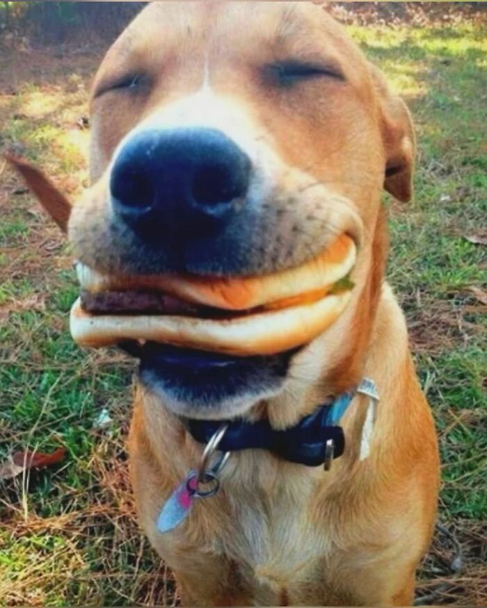 Wait Till You See These 60 Animal Pics That'll Totally Make Your Day