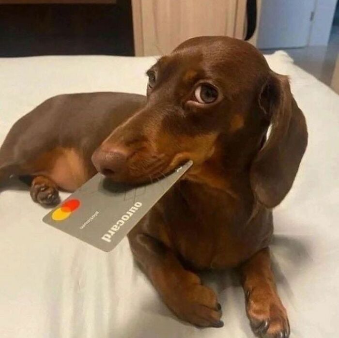 Wait Till You See These 60 Animal Pics That'll Totally Make Your Day