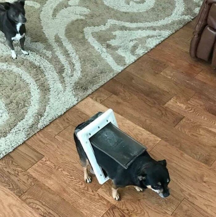 Wait Till You See These 60 Animal Pics That'll Totally Make Your Day