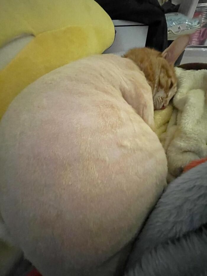 Wait Till You See These 60 Animal Pics That'll Totally Make Your Day