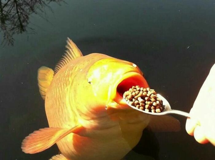 Wait Till You See These 60 Animal Pics That'll Totally Make Your Day