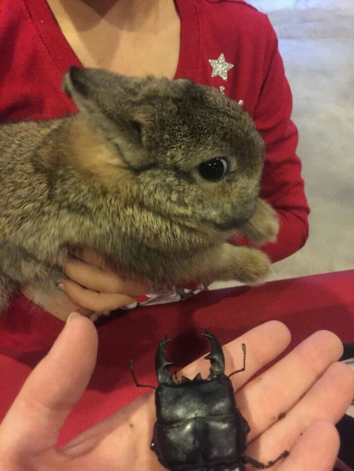 Wait Till You See These 60 Animal Pics That'll Totally Make Your Day