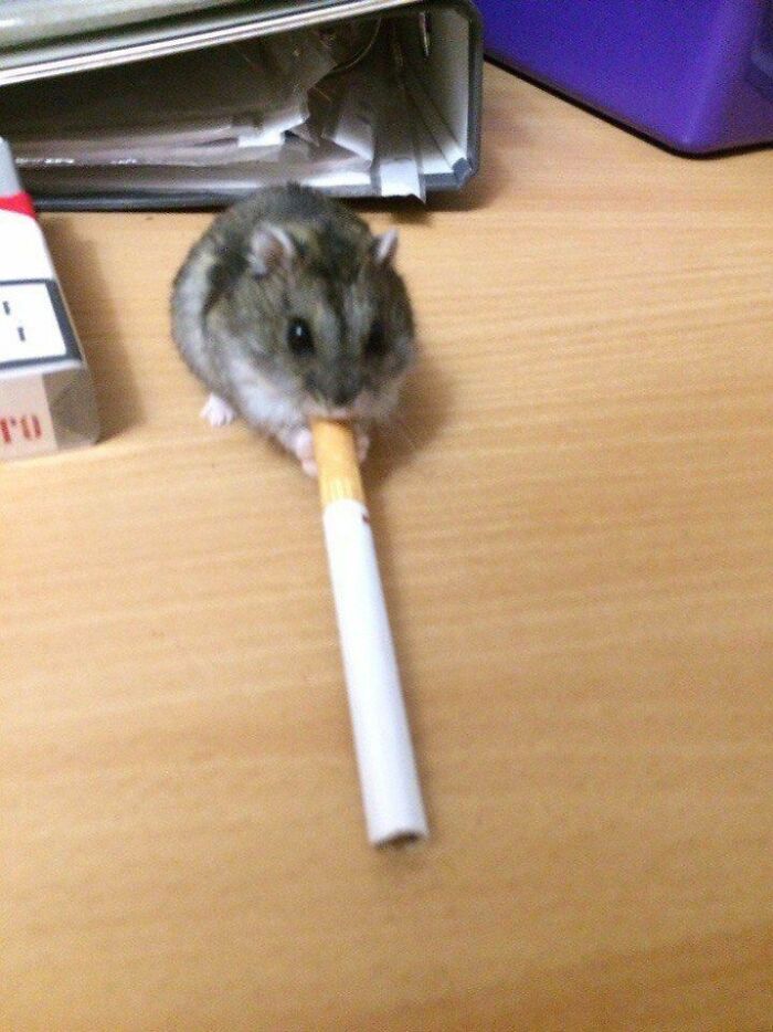 Wait Till You See These 60 Animal Pics That'll Totally Make Your Day