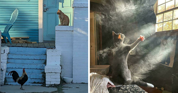 Wait, These Animals Look Like They Stepped Out Of A Renaissance Painting!