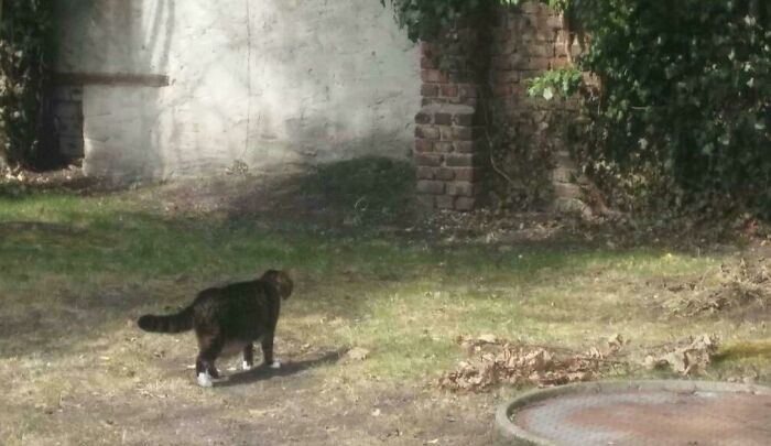 Master-Level Cat Portrait