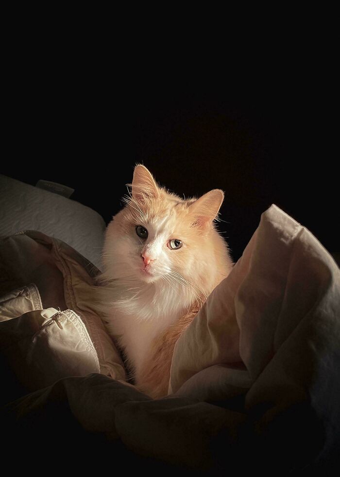 The Almost Pearl Earring