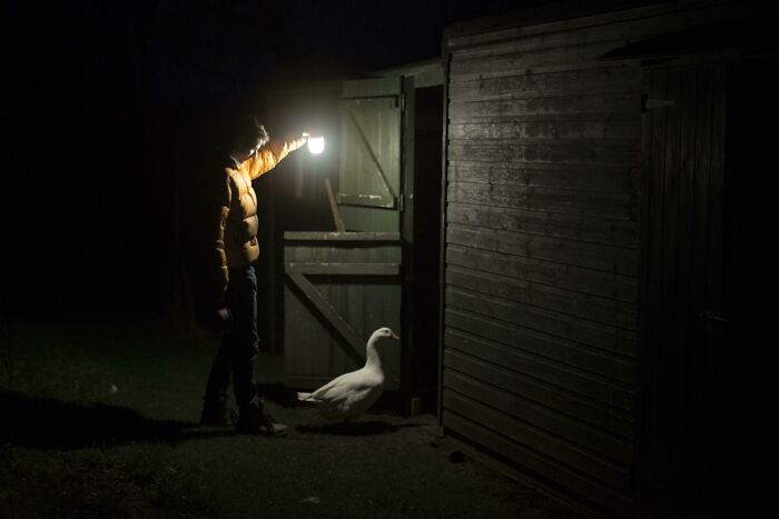 Night Night, Jeff The Goose