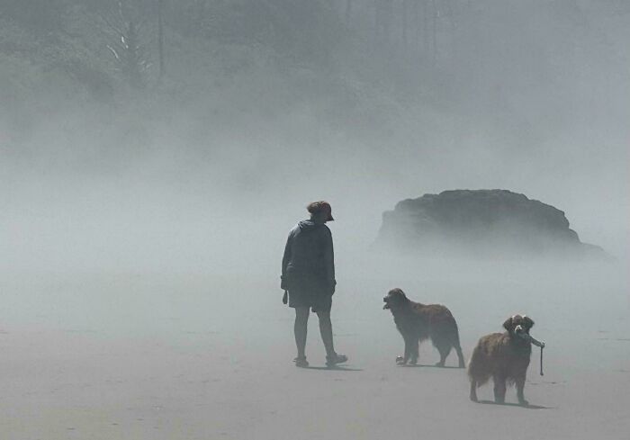 Sun, Sea and Goldens