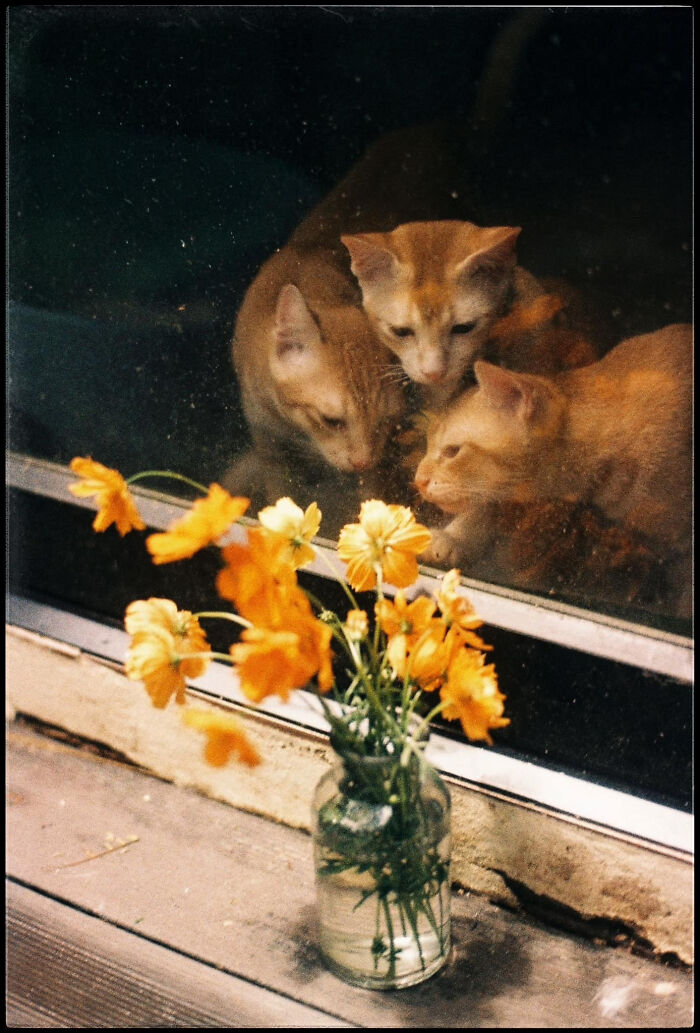 Cats On Old-School Film