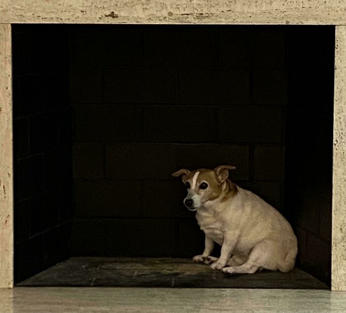 Dog In The Fireplace Throne