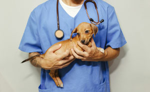 Wait Until You See These Pet Names That Made Vets LOL