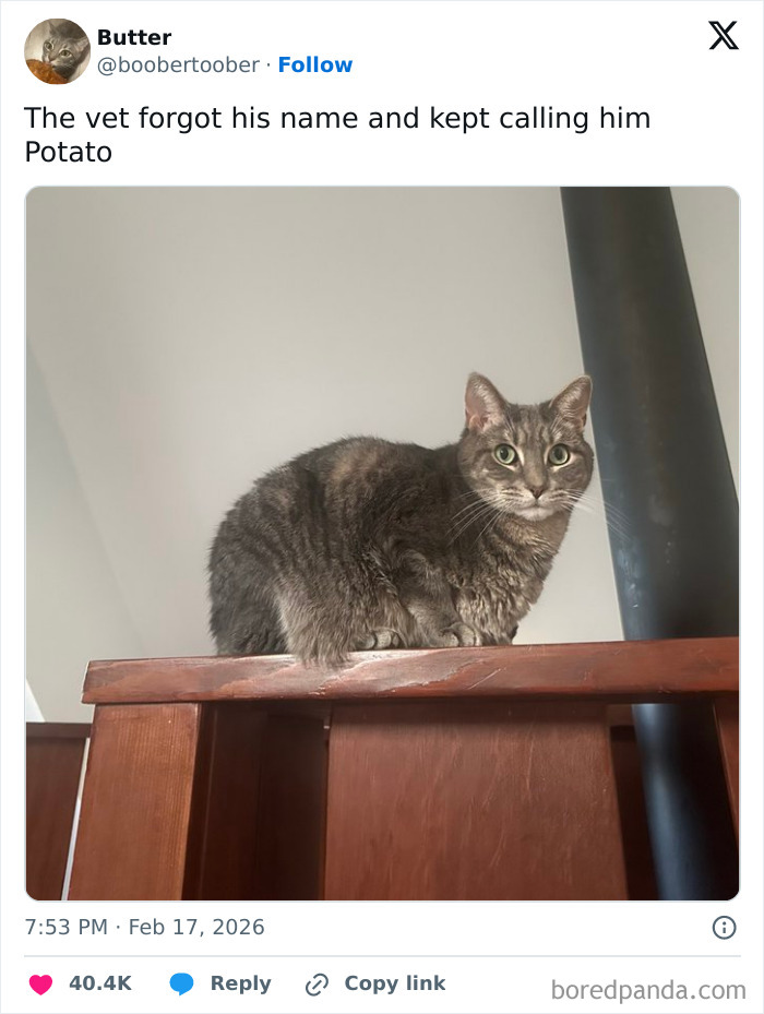 Wait Until You See These Pet Names That Made Vets LOL