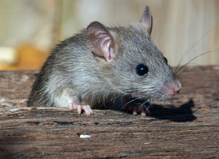 25 Creepy Archaeology Finds That Are Straight-Up Spine-Tingling