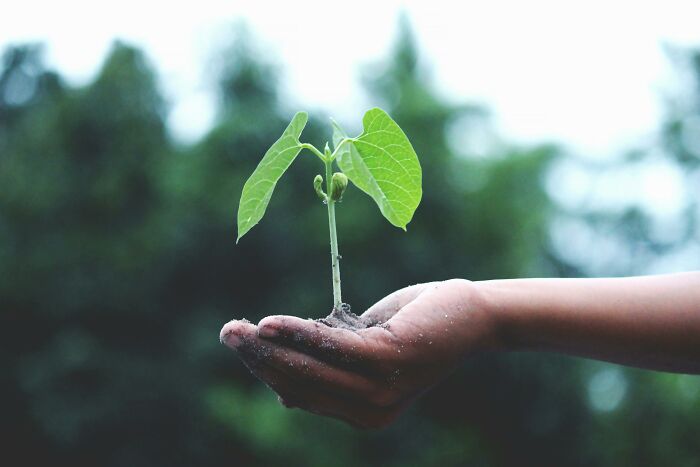 Grow plants instantly — but they drain your energy to stay alive. Green thumb or energy vampire?
