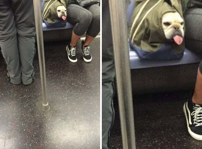 Subway Dogs Are The Real MVPs