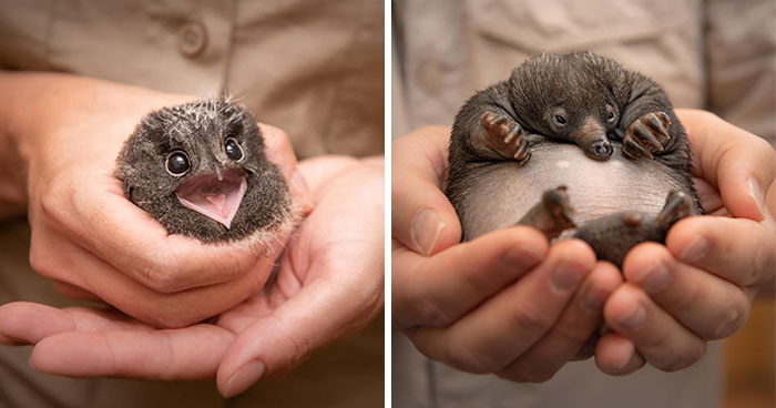 55 Wild Rescue Pics That’ll Totally Melt Your Heart