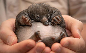 55 Wild Rescue Pics That'll Totally Melt Your Heart