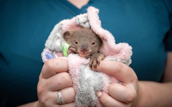 55 Wild Rescue Pics That'll Totally Melt Your Heart