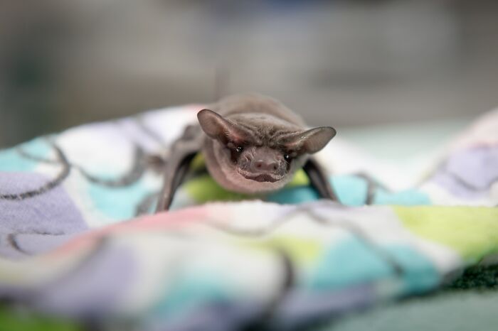 55 Wild Rescue Pics That'll Totally Melt Your Heart