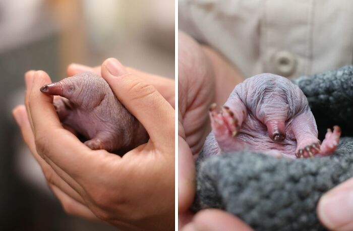 55 Wild Rescue Pics That'll Totally Melt Your Heart