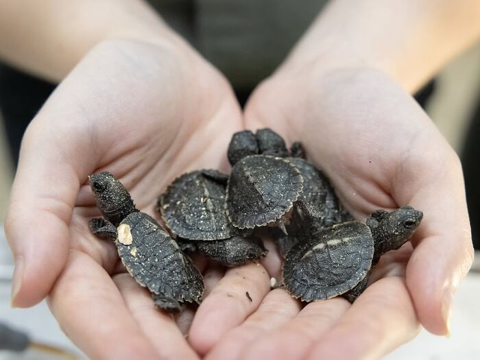 55 Wild Rescue Pics That'll Totally Melt Your Heart