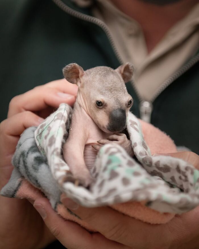 55 Wild Rescue Pics That'll Totally Melt Your Heart