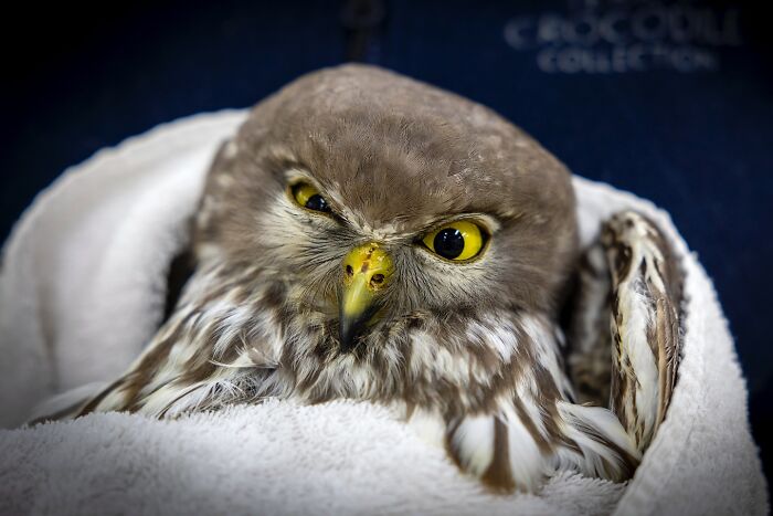 55 Wild Rescue Pics That'll Totally Melt Your Heart