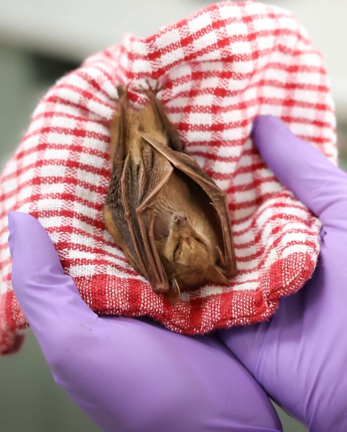 55 Wild Rescue Pics That'll Totally Melt Your Heart