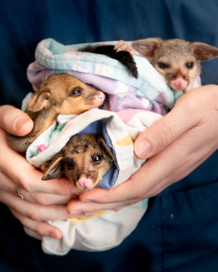 55 Wild Rescue Pics That'll Totally Melt Your Heart