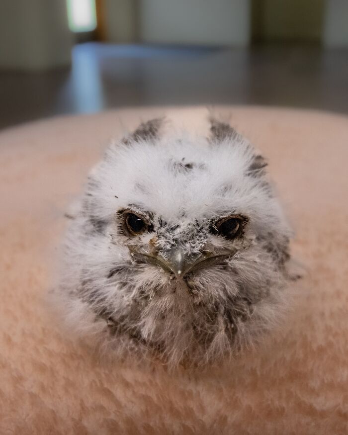 55 Wild Rescue Pics That'll Totally Melt Your Heart