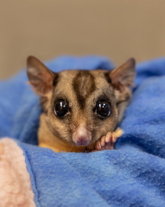 55 Wild Rescue Pics That'll Totally Melt Your Heart