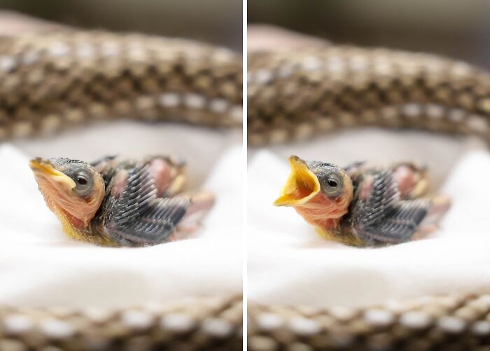 55 Wild Rescue Pics That'll Totally Melt Your Heart