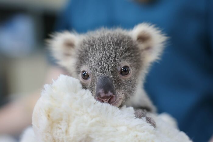 55 Wild Rescue Pics That'll Totally Melt Your Heart