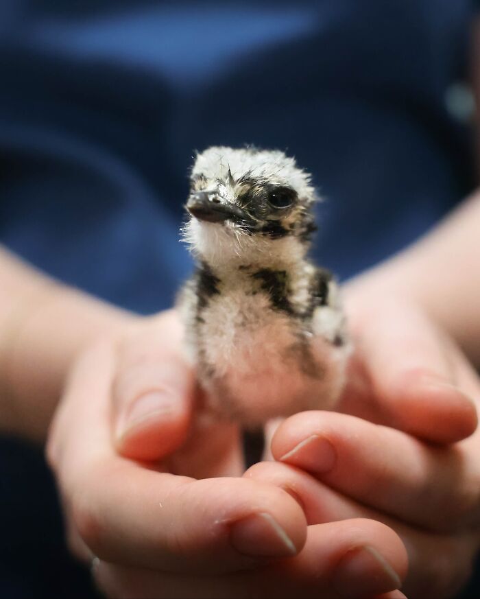 55 Wild Rescue Pics That'll Totally Melt Your Heart