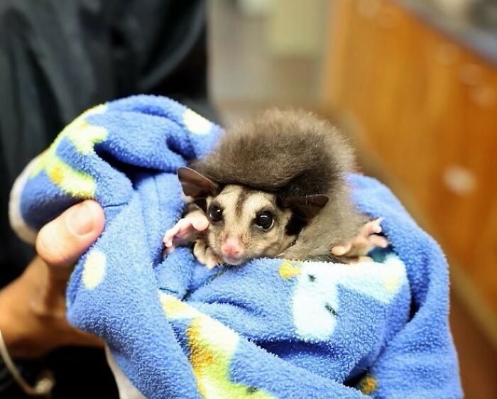 55 Wild Rescue Pics That'll Totally Melt Your Heart