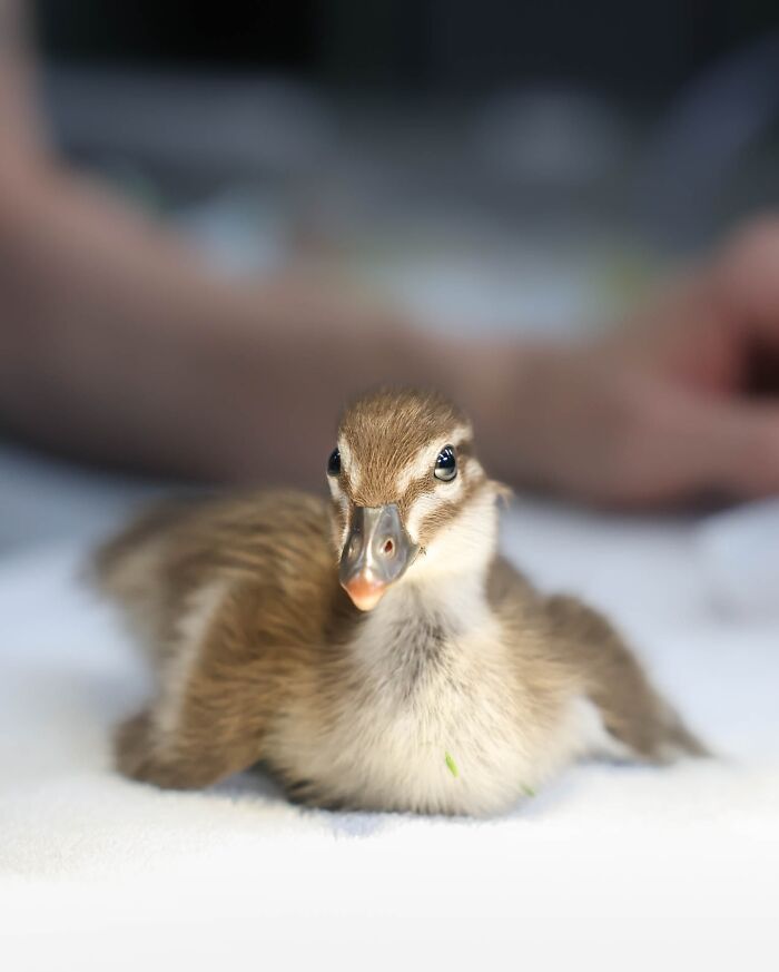 55 Wild Rescue Pics That'll Totally Melt Your Heart