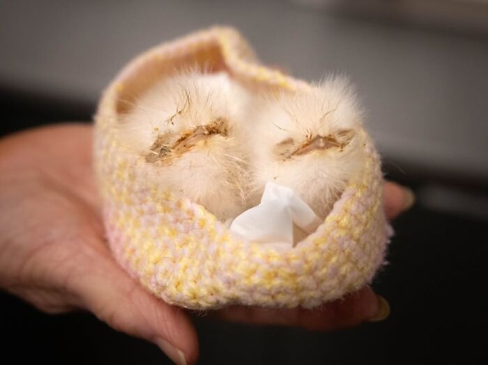 55 Wild Rescue Pics That'll Totally Melt Your Heart