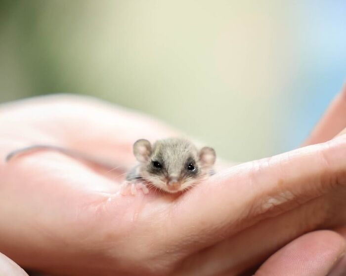 55 Wild Rescue Pics That'll Totally Melt Your Heart